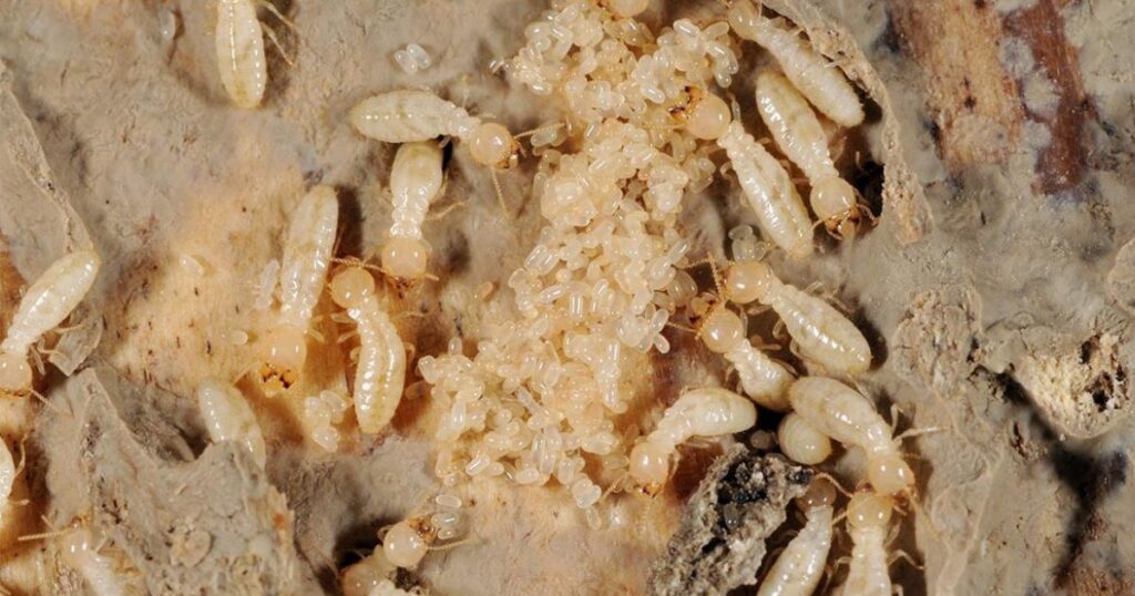 where do termite larvae live